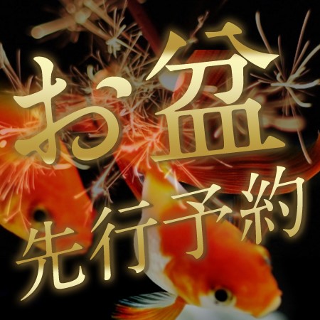 先行予約開始のお知らせ